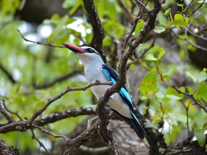 Yellow billed Kingfisher