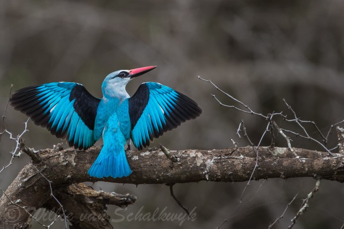 Todiramphus Tutus