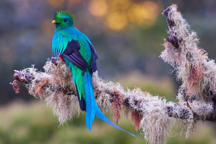 Малахитовый Зимородок