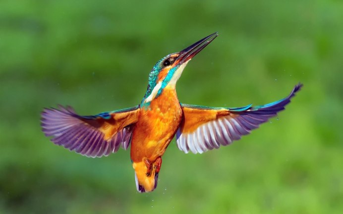 Квезаль птица