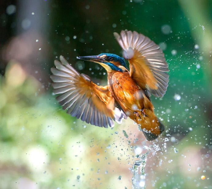 Птицы над водой