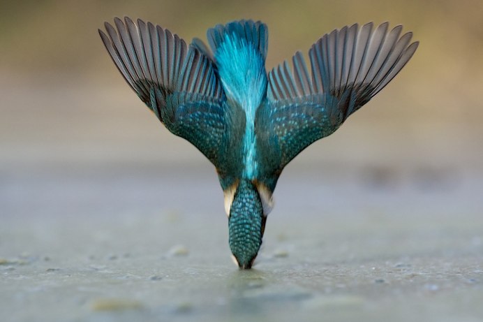 Зимородок охотится