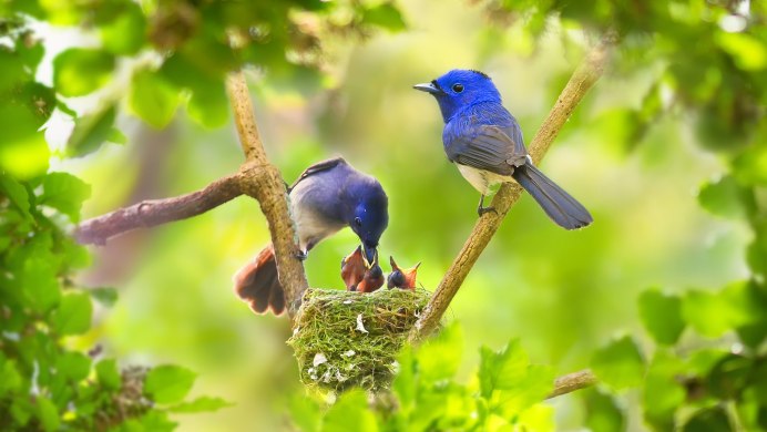 Птицы на воде