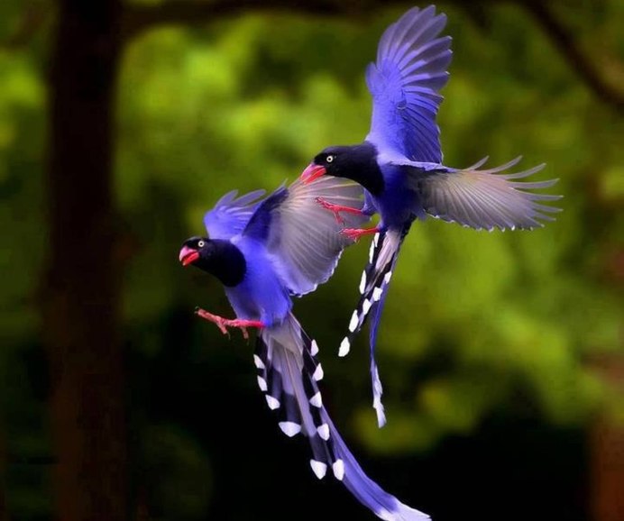 Гуамский Зимородок