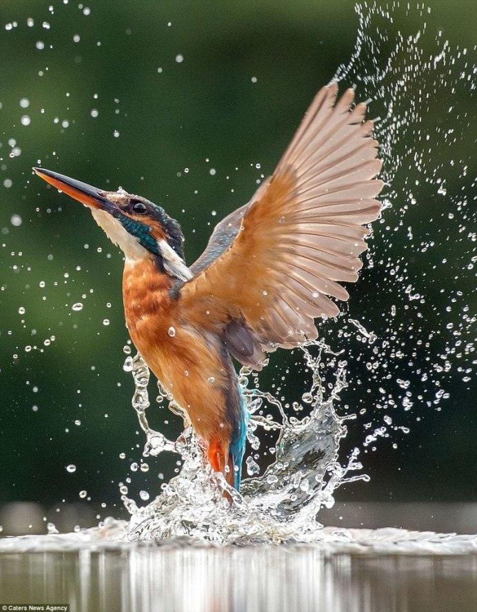 Рубиновый Зимородок Крылья