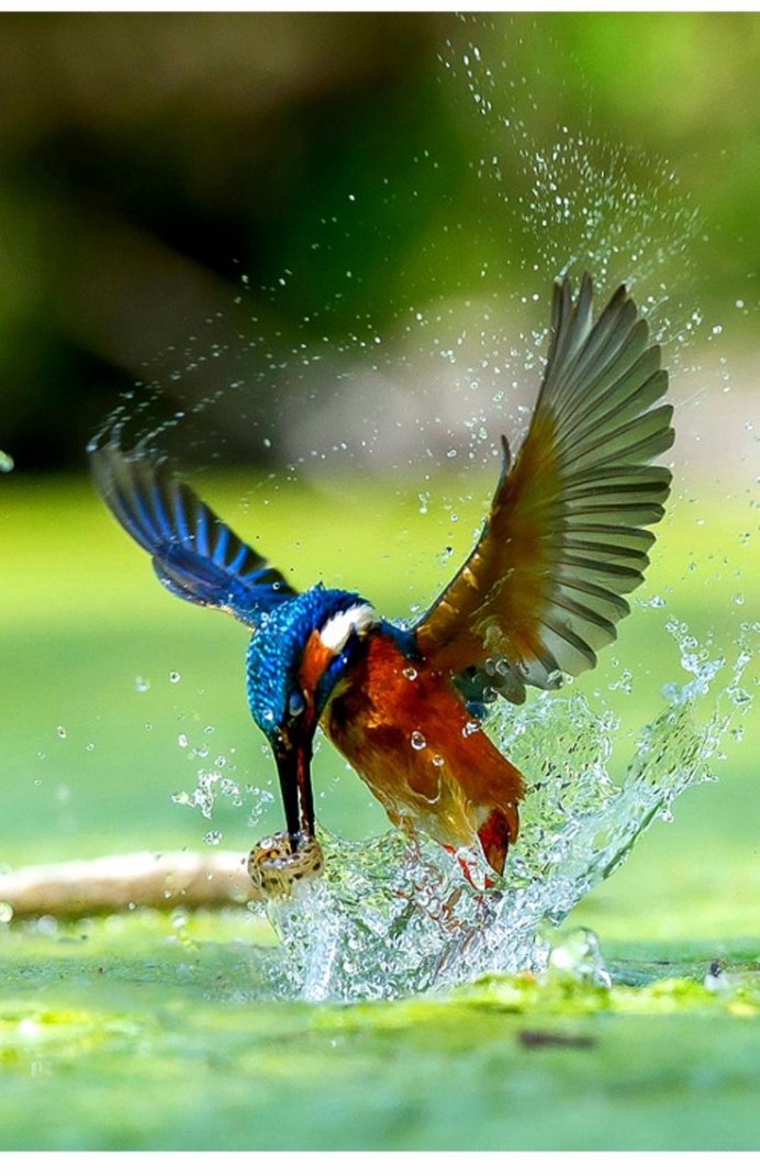 Зимородок рыболов