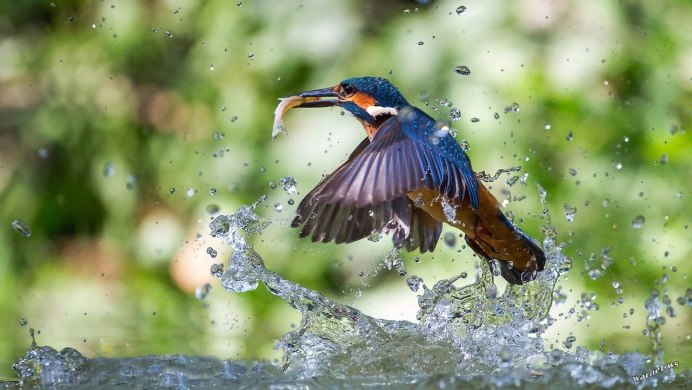 Крыло птицы