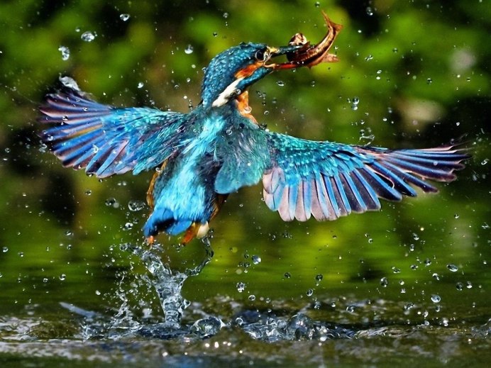 Самая красивая птица на земле