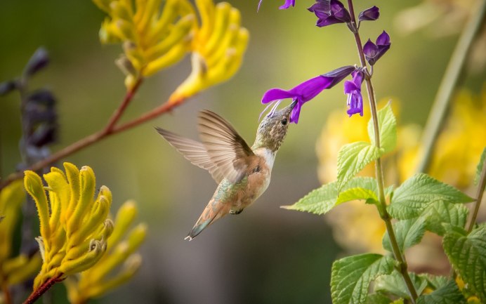 Птица в полете