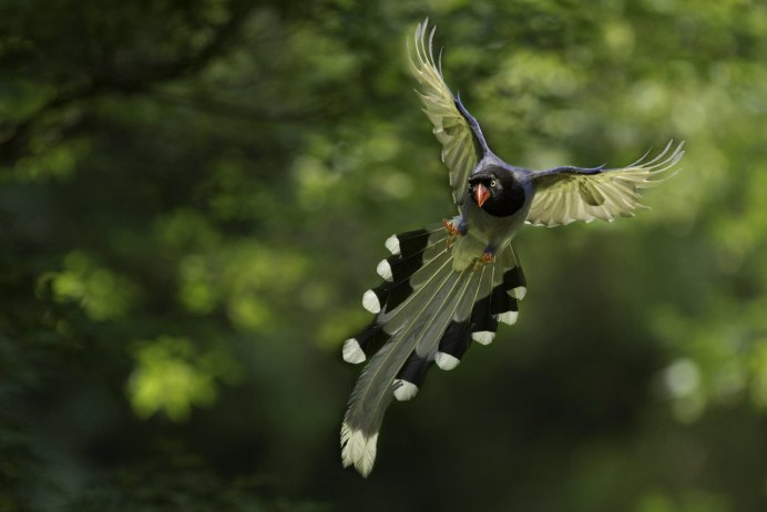 Растительные птицы