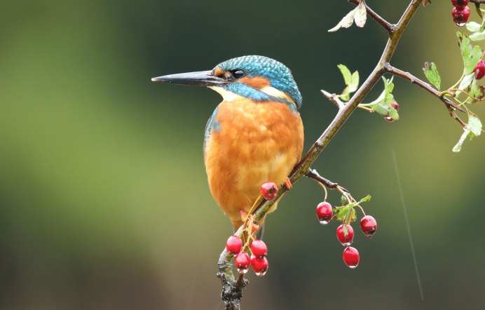 Клюв зимородка