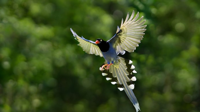 Полет павлина