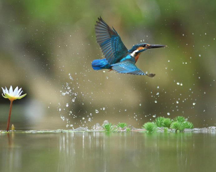 Зимородок обои на рабочий стол