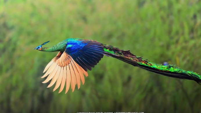 Красивые птицы