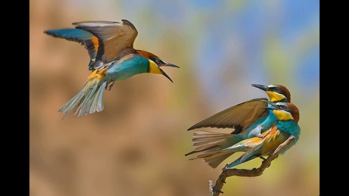 Лазоревая сорока Крылья