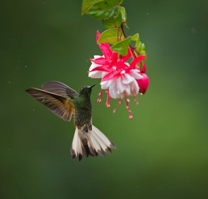 Красивые птички картинки