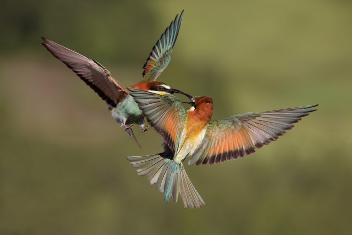 Синяя птица Зимородок