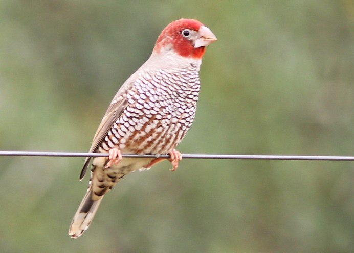 Малабарская амадина