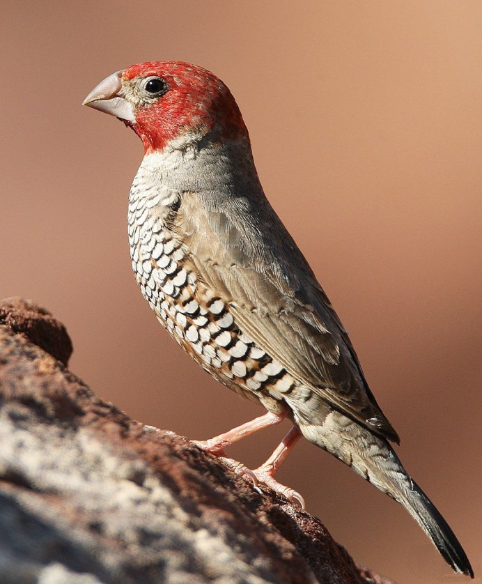 Красногорлая амадина