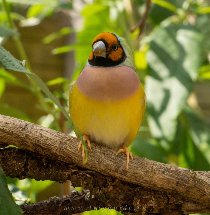 Фиджийская попугайная амадина