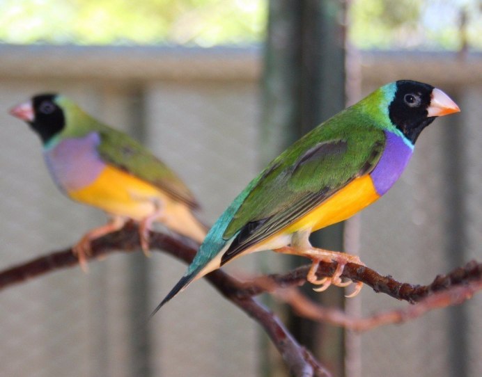 Японские птички амадины