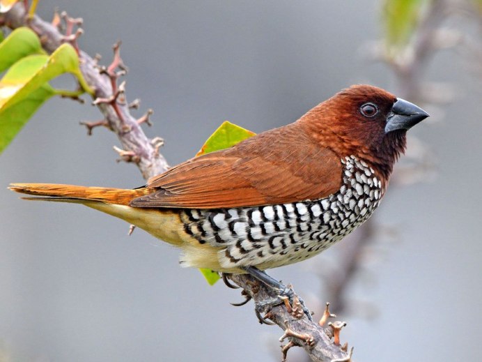 Красноголовый Воробей