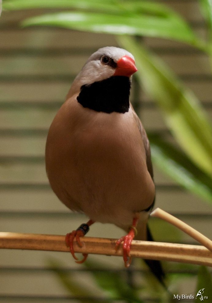 Зебровая амадина в природе