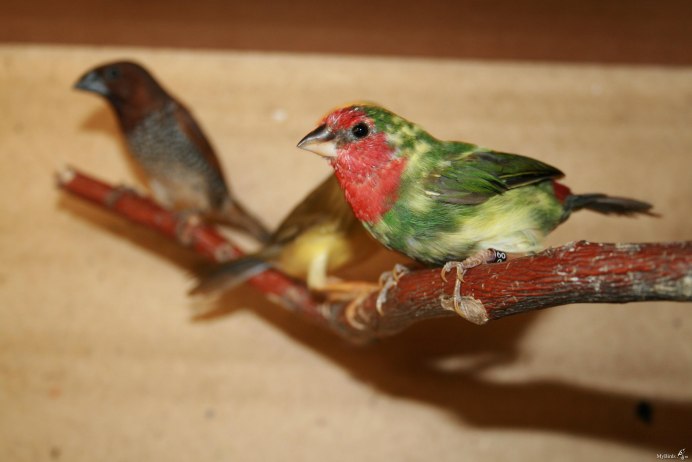 Острохвостая амадина