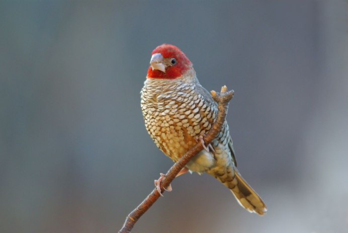 Зебровая амадина