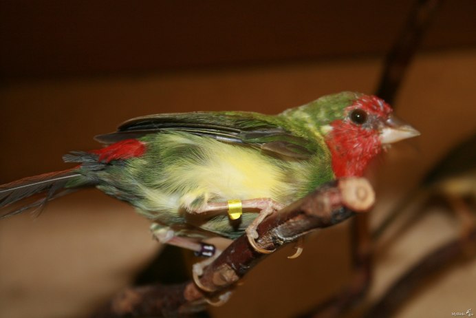 Гульдова амадина самка