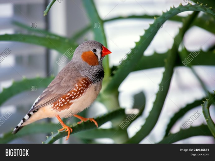 Zebra Finch