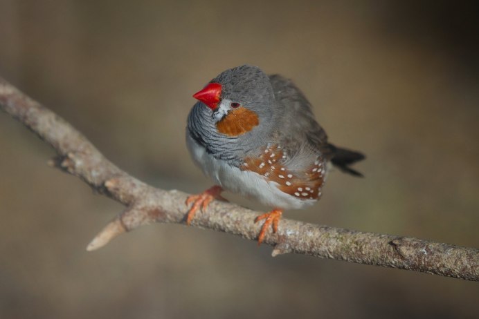Гульдова амадина для детей