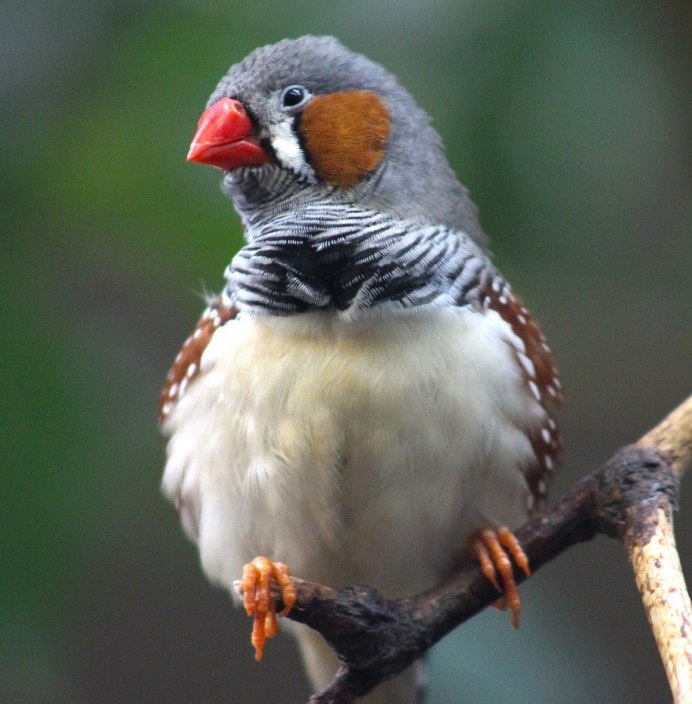Волнистые попугайчики амадины