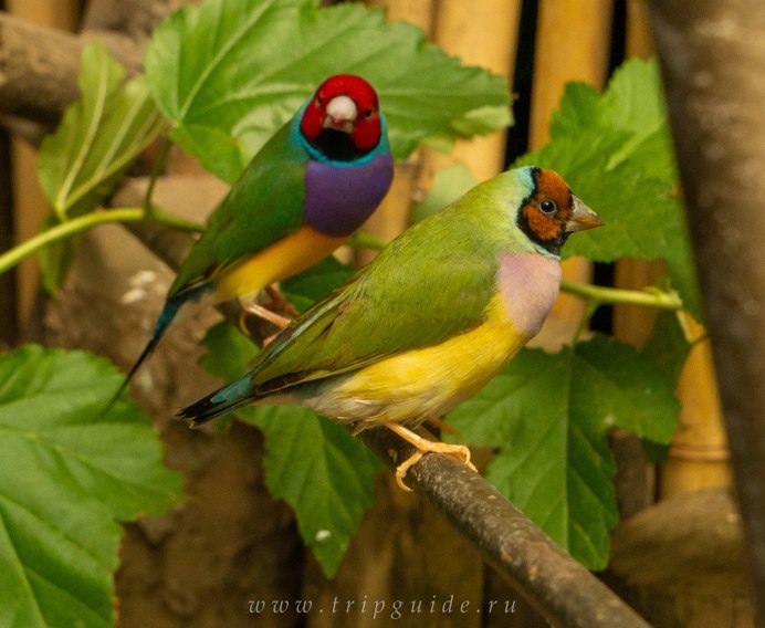 Попугайные амадины