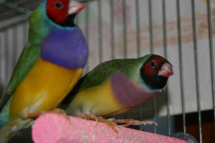 Амадина Гульда птенец