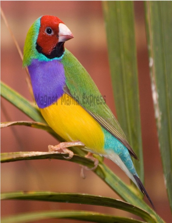 Гульдова амадина