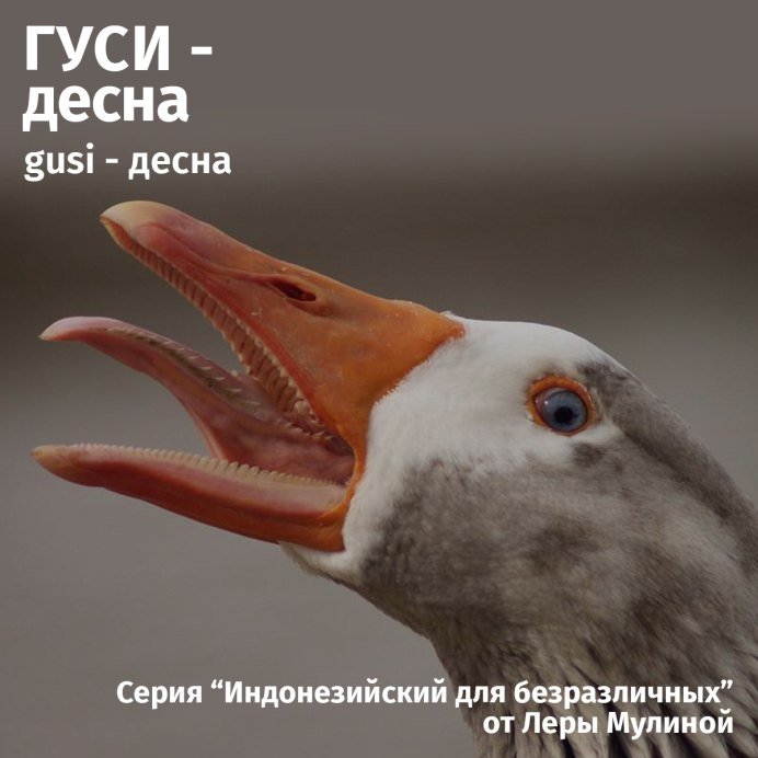 Клюв гуся