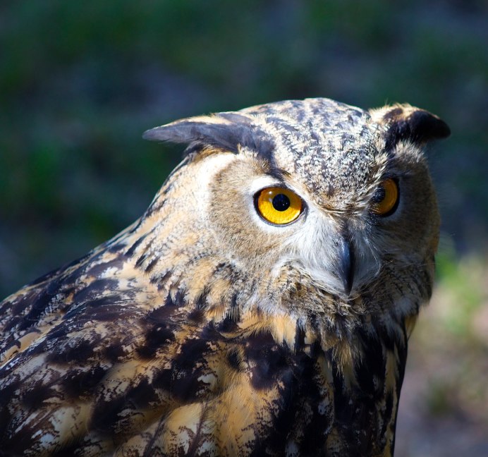 Хищные птицы Филин