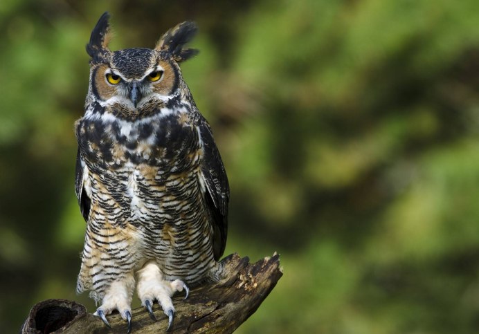 Филин и Сова