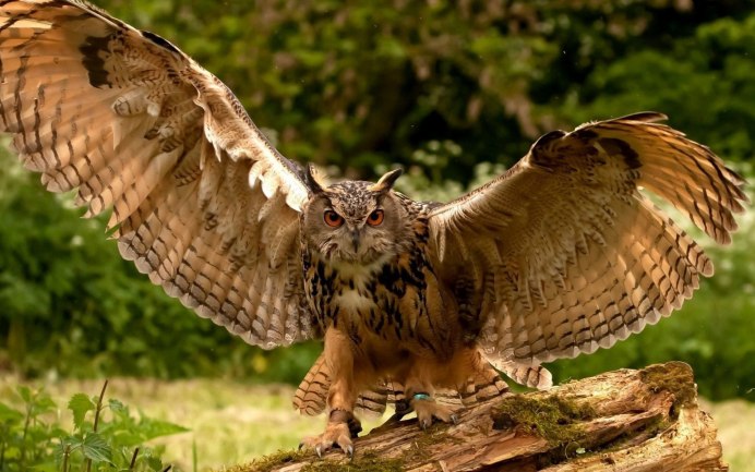 Хищные птицы Филин