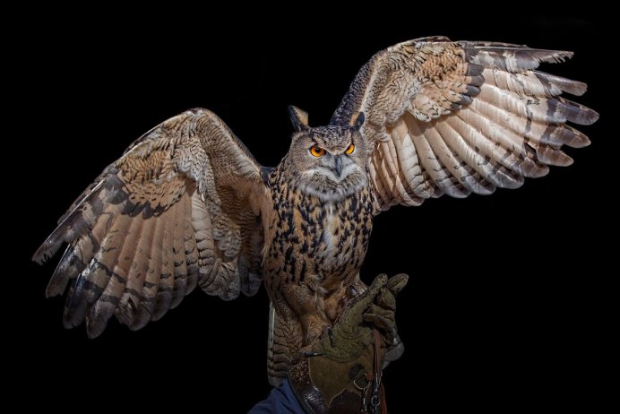 Филин Bubo Bubo