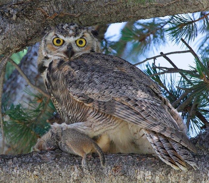 Западноафриканский Филин