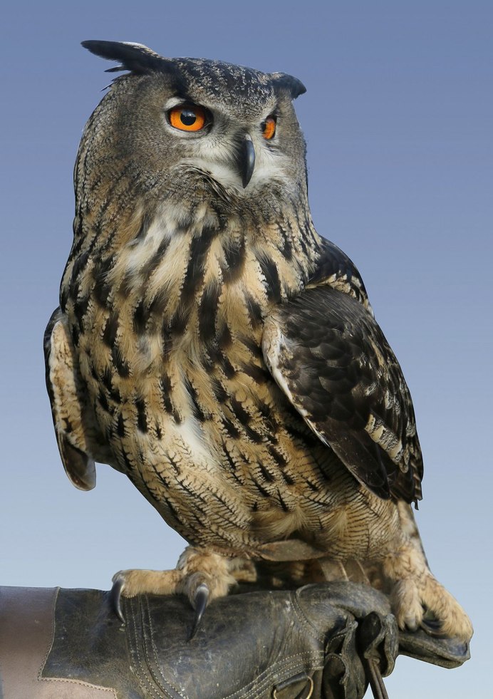 Виргинский Филин