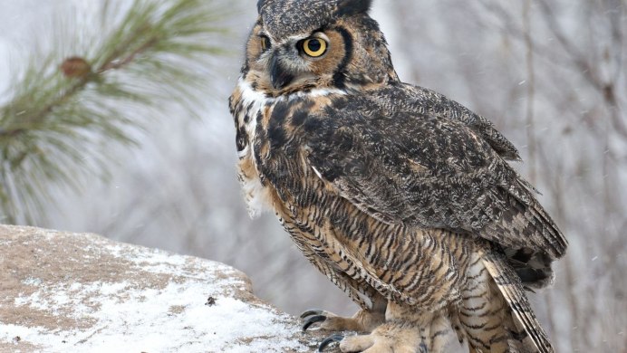 Сова ястреб Филин