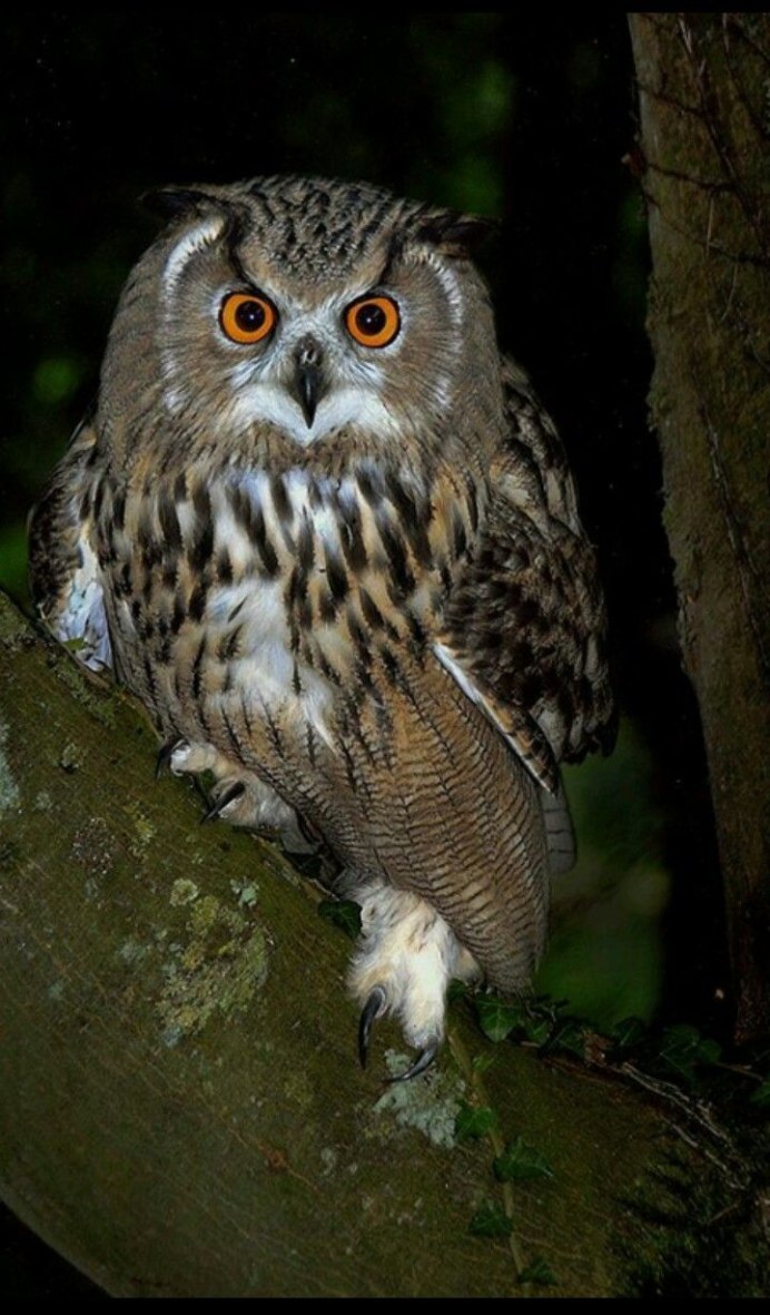 Филин рыболов