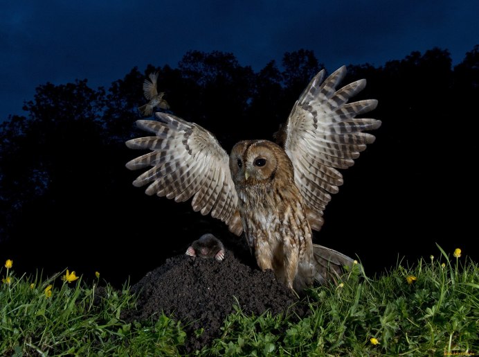 Алмазная мозаика Совы 30 40 см