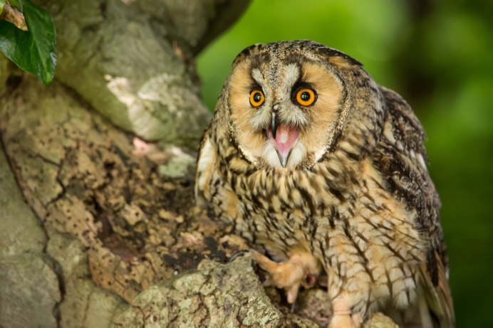 Бородатая неясыть размах крыльев