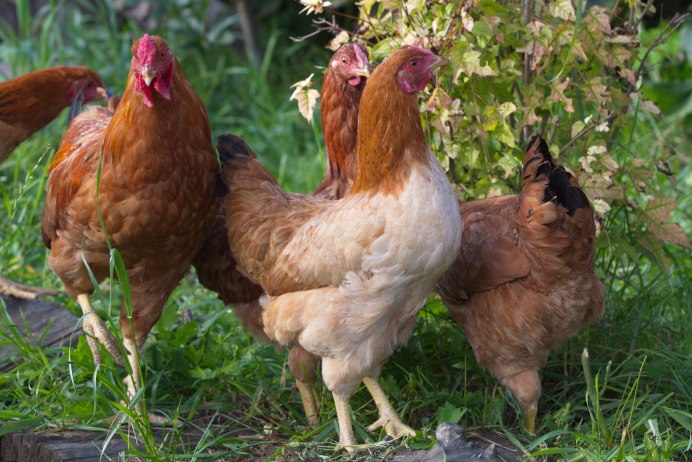 Куры породы Амрокс