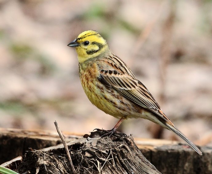 Птенец желтогрудки