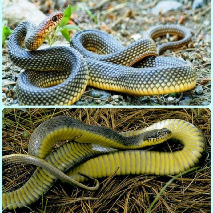 Желтобрюхий полоз (Dolichophis caspius)